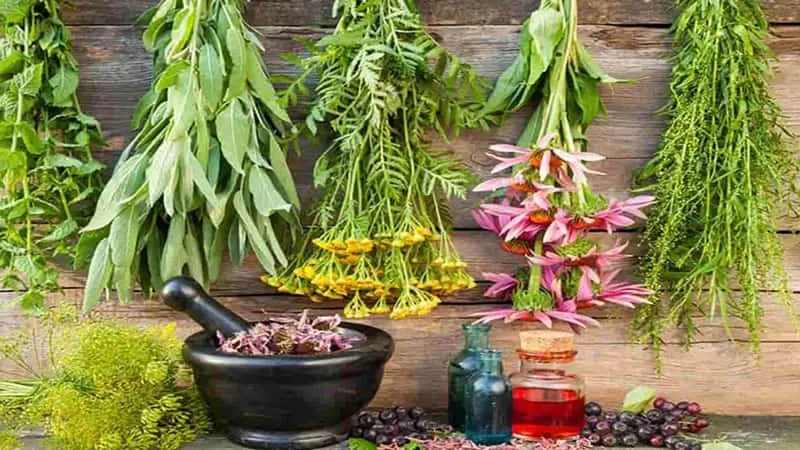درمان گیاهی با گیاهان دارویی