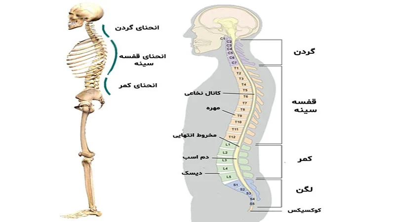 ساختار ستون فقرات
