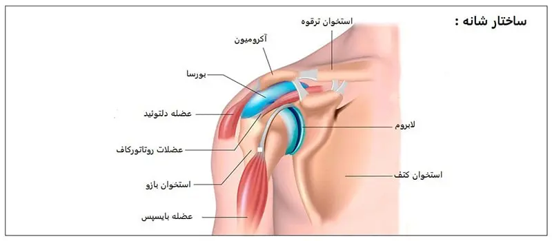 بررسی ساختار شانه